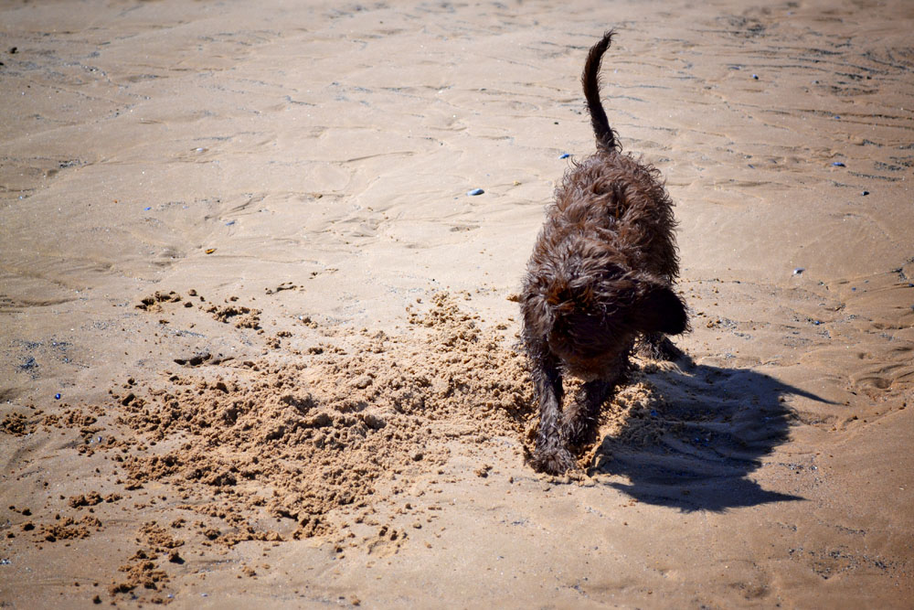 Sproodle puppy digging at the beach