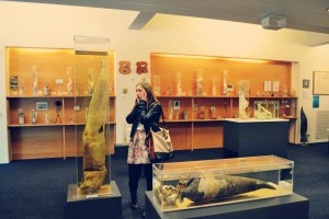 Iceland Phallological Museum
