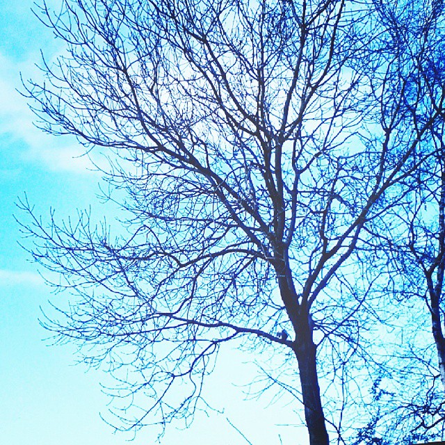 Blue sky tree
