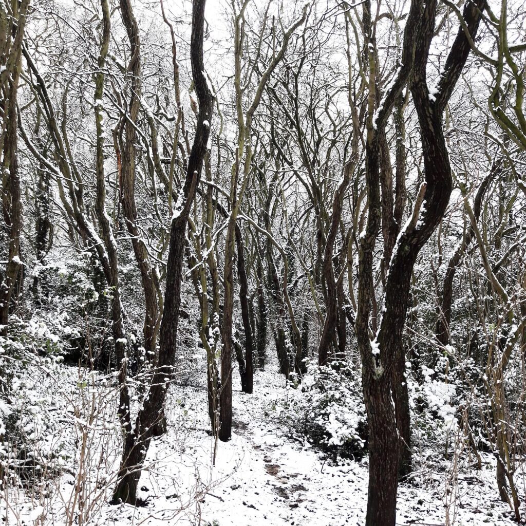 Woods in the snow